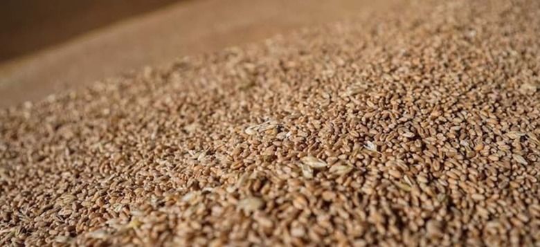 Бразилия приближается к рекордному урожаю зерновых в 2024/25 МГ