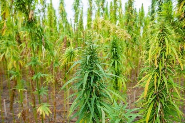 В Житомирской области заработало крупнейшее в Украине предприятие по переработке конопли