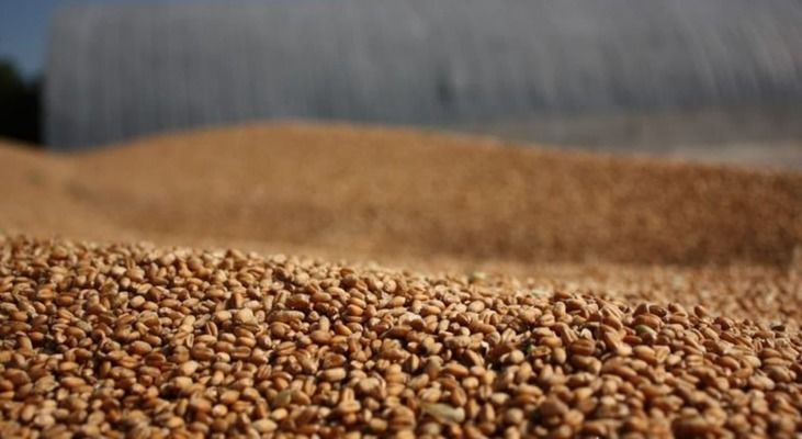 В Україні затвердили порядок реєстрації ГМО