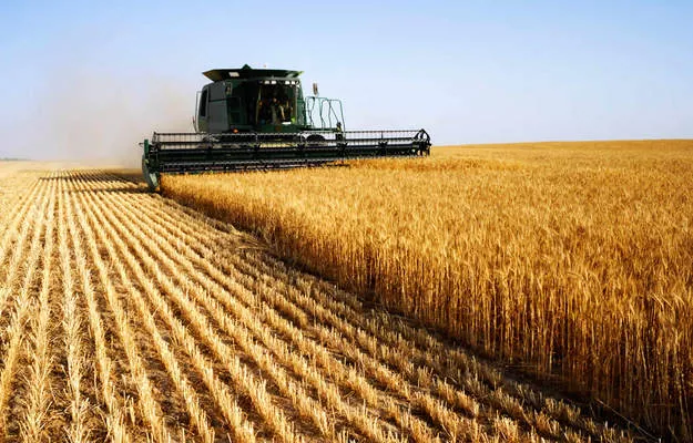 Производство зерновых в Алжире возрастёт до 4,6 млн. тонн