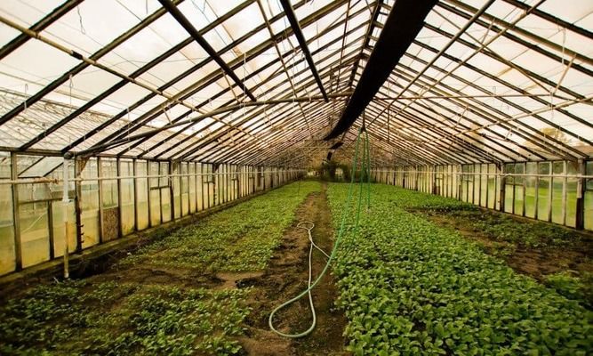 Украинские аграрии массово переходят в выращивание продуктов борщового набора.