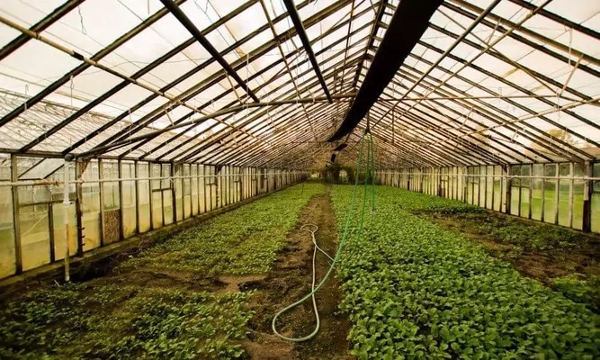 Українські аграрії масово переходять вирощування продуктів борщового набору