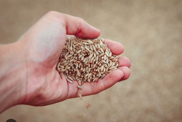 Минагро прогнозирует уменьшение урожая зерновых и масличных