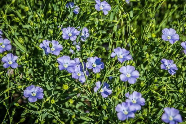 Херсонские аграрии массово переходят на лен вместо подсолнечника