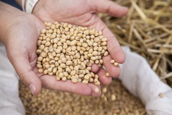 Новый налог на масличные: депутаты предлагают ввести пошлину на сою и рапс