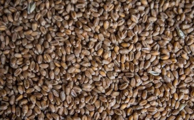 Виробництво української пшениці може впасти вдвічі