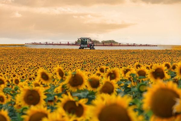 Україна готується до рекорду з вирощування соняшника