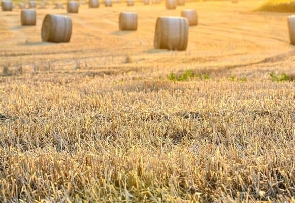 Купол над Европой: выдержат ли посевы новую волну жары?