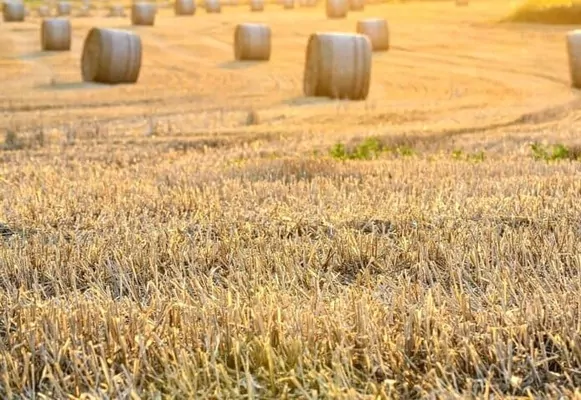 Купол над Європою: чи витримають посіви нову хвилю спеки?