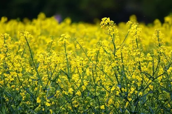 Экспорт рапса из Украины упал до трехлетнего минимума