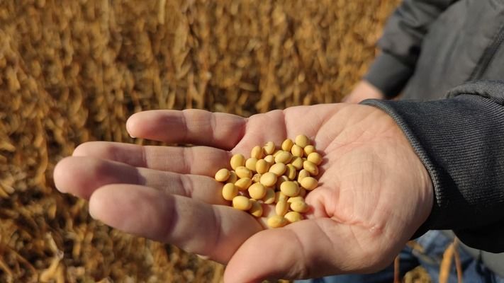 Китай побил исторический рекорд по переработке сои