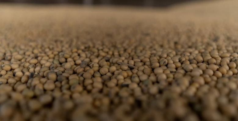 Вторая половина 2025 года принесет Бразилии рекордный экспорт соевых бобов
