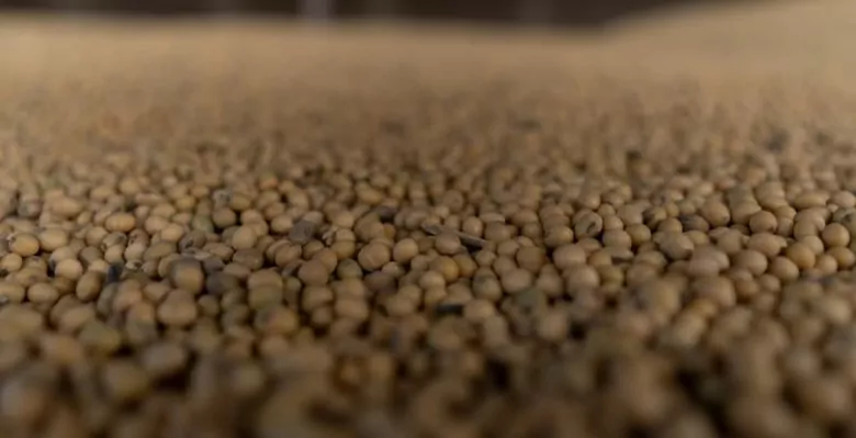 Вторая половина 2025 года принесет Бразилии рекордный экспорт соевых бобов