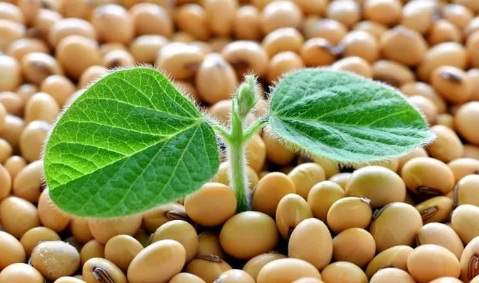 USDA неожиданно повысило прогноз урожая сои в Украине до рекордных показателей