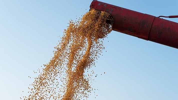 На юге Украины из-за засухи и дождей падает урожайность пшеницы