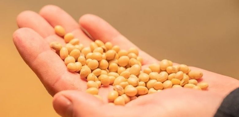 Парламент временно остановил действие «масличных правок»