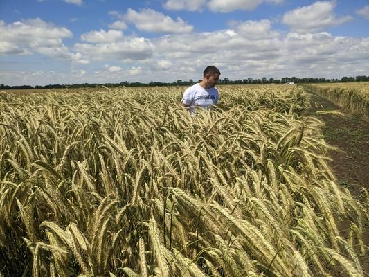 Британские фермеры переходят на гибридную рожь