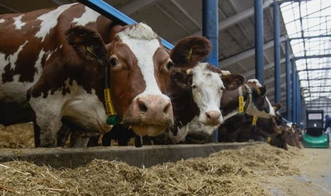 Война и нехватка инвестиций приводят к сокращению поголовья украинских коров