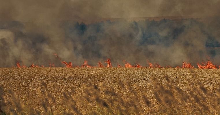 На Донеччині росіяни знищили зернових на 8 млн грн