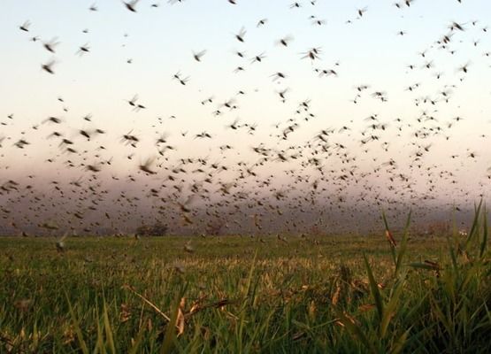 В Херсонской области отменили особый режим защиты посевов от саранчи