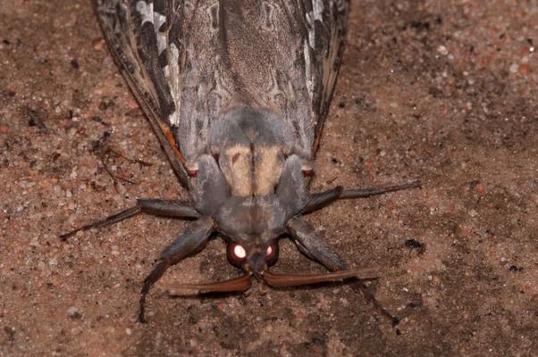 В Украине обнаружили картофельную и томатную моль: где ввели карантин