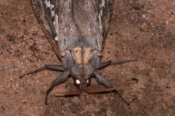 В Україні виявили картопляну та томатну міль: де запровадили карантин
