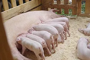 В Украине продолжает сокращаться поголовье свиней: на 8,5% с начала года