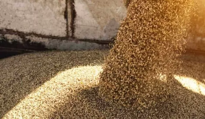 CN встановила рекорд перевезень зерна