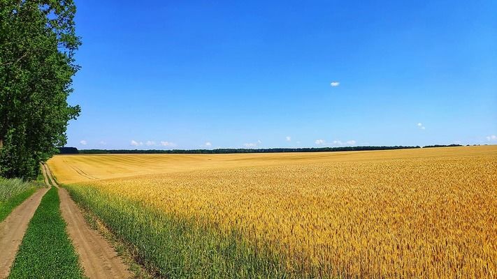 Росіяни вивезли з окупованих українських територій 2,5 млн тонн пшениці