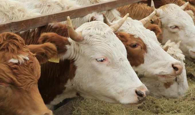 Експорт живої худоби зріс на 62%