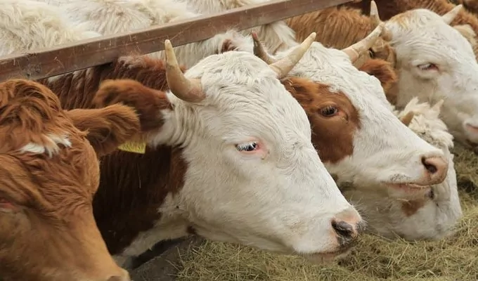 Експорт живої худоби зріс на 62% 