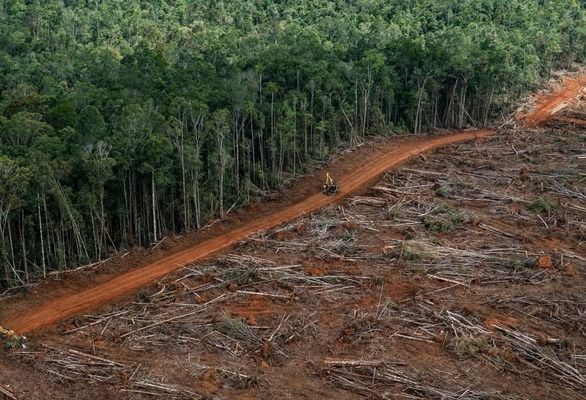 Бразилія ставить на паузу соєвий мораторій — Амазонія під загрозою вирубки