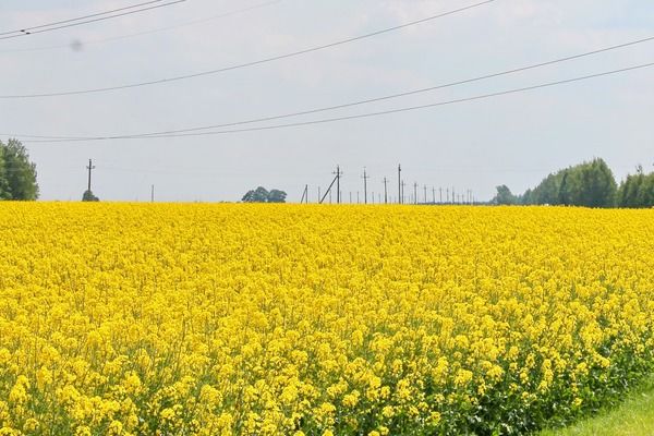 Індія вперше за майже п’ять років відновила імпорт ріпакової олії
