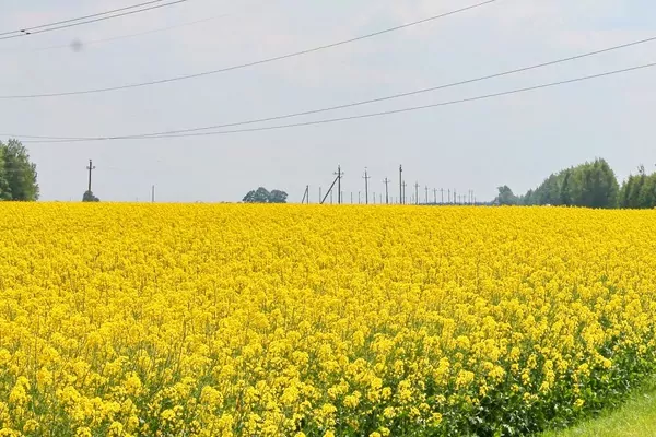 Индия впервые за почти пять лет возобновила импорт рапсового масла