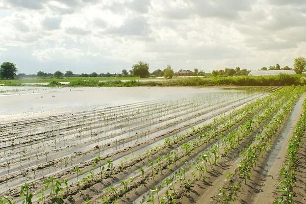 Європа сохне, але врожаї в Америці та Азії стримують ринок