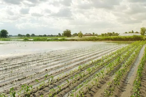 Европа сохнет, но урожаи в Америке и Азии сдерживают рынок