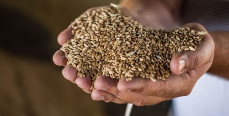 Рекордна пропозиція і демпінг РФ тиснуть на українську пшеницю на старті сезону