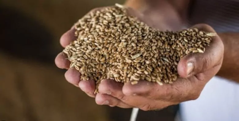 Рекордное предложение и демпинг РФ давят на украинскую пшеницу на старте сезона