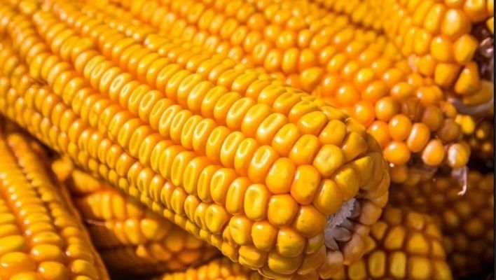 IGC фіксує рекорд світового зерна на тлі стрибка кукурудзи у США