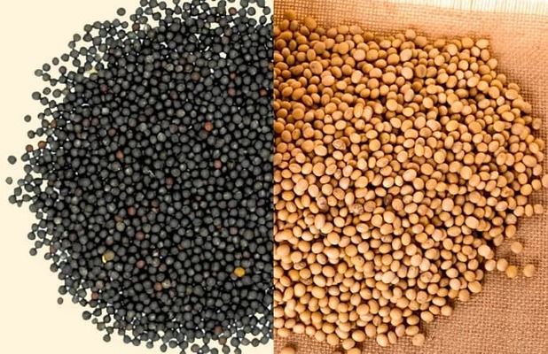 Экспортная пошлина на сою и рапс введена: Зеленский подписал закон