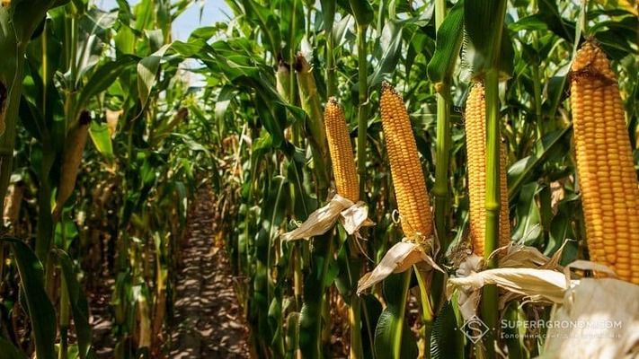 Украинская кукуруза входит в сезон жёсткой конкуренции на фоне рекордного предложения США и Бразилии