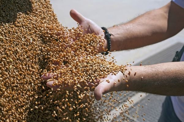 Несмотря на войну и засуху: аграрии Одесчины собрали более 3,4 млн тонн зерна