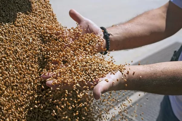 Урожай попри війну та посуху: аграрії Одещини зібрали понад 3,4 млн тонн зерна