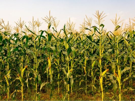 Посуха знищила врожай кукурудзи в Болгарії — найгірший результат з 2009 року