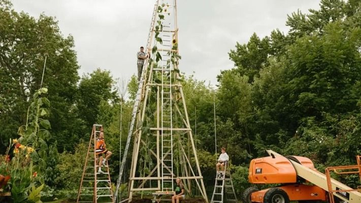 Українець у США виростив соняшник заввишки 10,9 метра і побив світовий рекорд