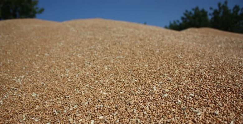 IGC фіксує рекордну світову пропозицію зерна у 3 млрд т у 2025/26 МР