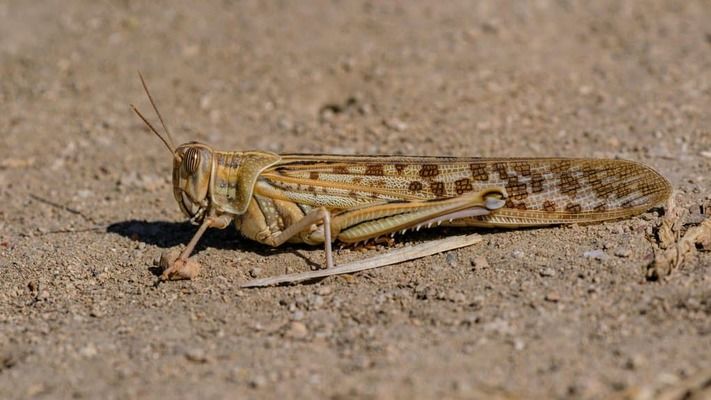 Нашествие саранчи: эксперт назвал главную причину вспышки в 2025 году