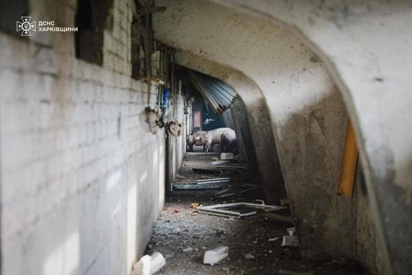 На Харьковщине удар по ферме уничтожил 13 тысяч свиней