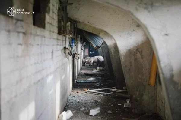 На Харьковщине удар по ферме уничтожил 13 тысяч свиней