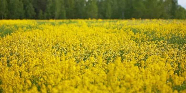 Український уряд уточнив умови безмитного експорту ріпаку та сої